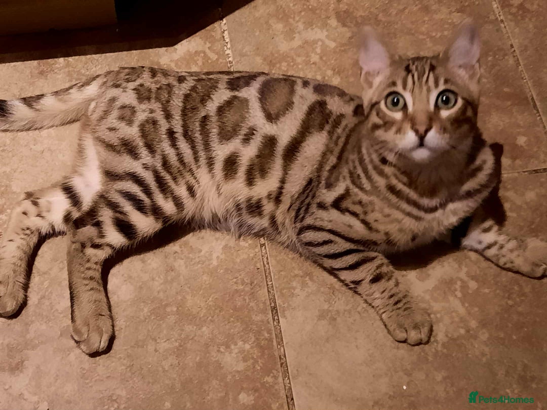 Bengal cats for sale: STUNNING GLITTER PELTED TICA REG BENGAL KITTENS - Advert 28