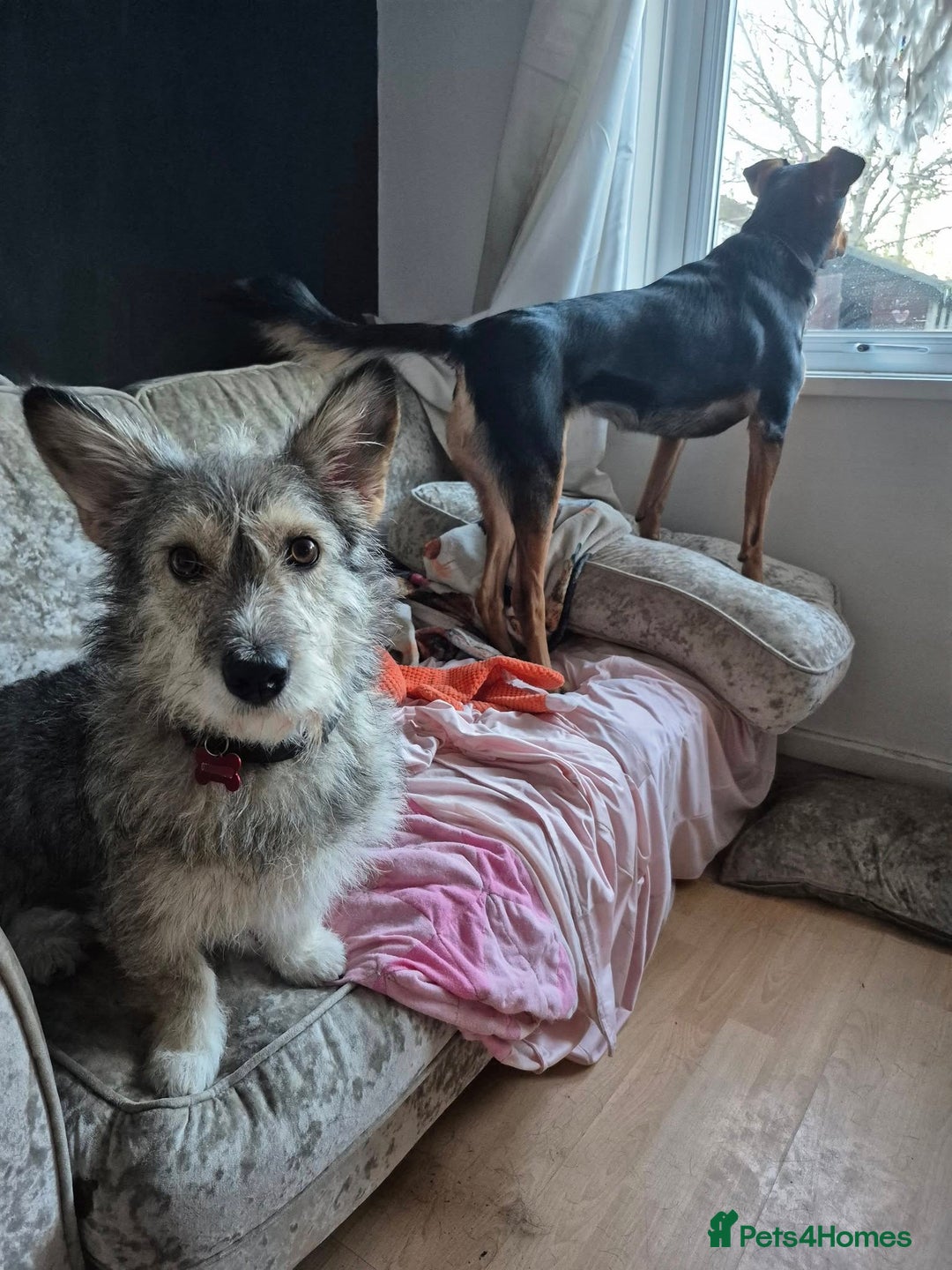 Mixed Breed dogs for adoption: 💙🐶SCRUFFY- A LITTLE LAD WITH A BIG HEART 💙🐶 - Advert 21