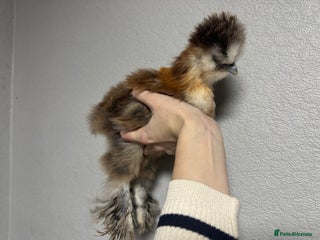 Chickens poultry Roosters free to good homes - Advert 2