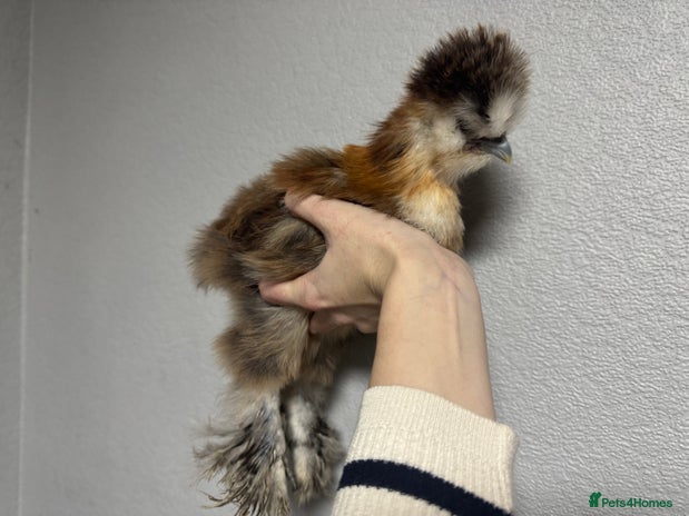 Chickens poultry Roosters free to good homes - Advert 1