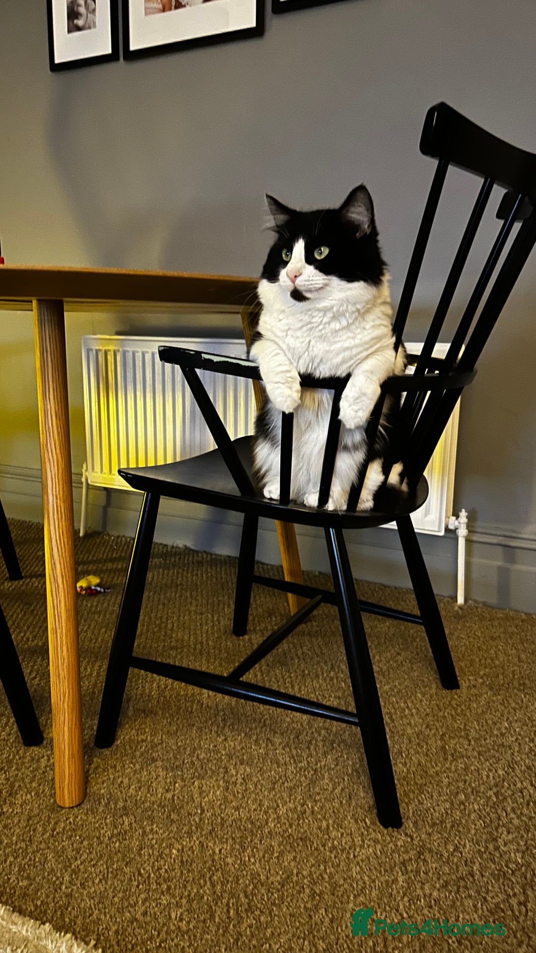 Domestic Shorthair cats for sale: Playful, three year old boy cat - Image 3