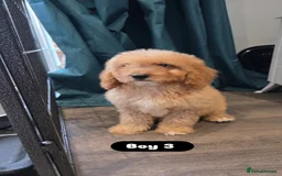 Cockapoo dogs for sale: Adorable Cockapoo pups 🦴🐾 - Image 21