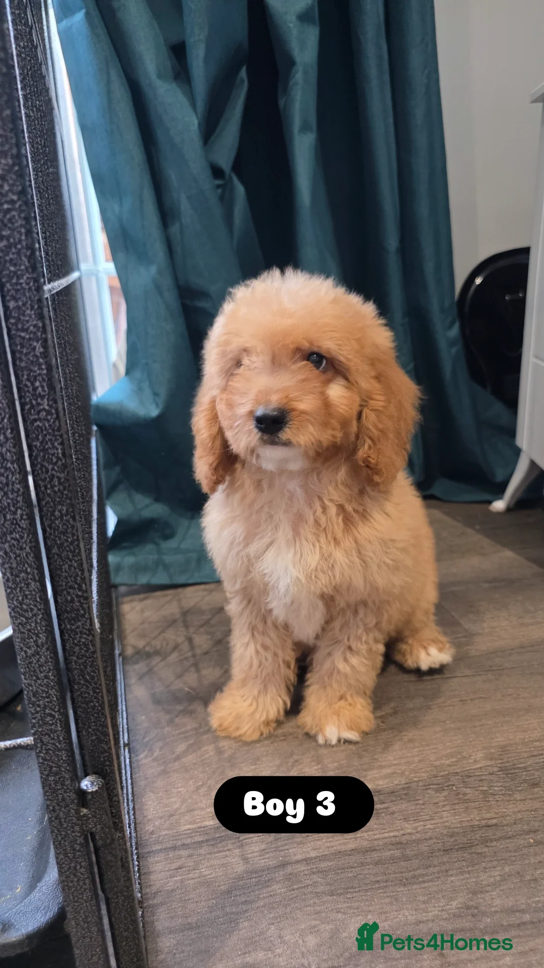 Cockapoo dogs for sale: Adorable Cockapoo pups 🦴🐾 - Image 21