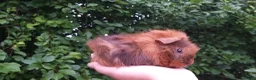 Guinea Pig rodents for sale: baby guinea pigs for sale - Advert 9