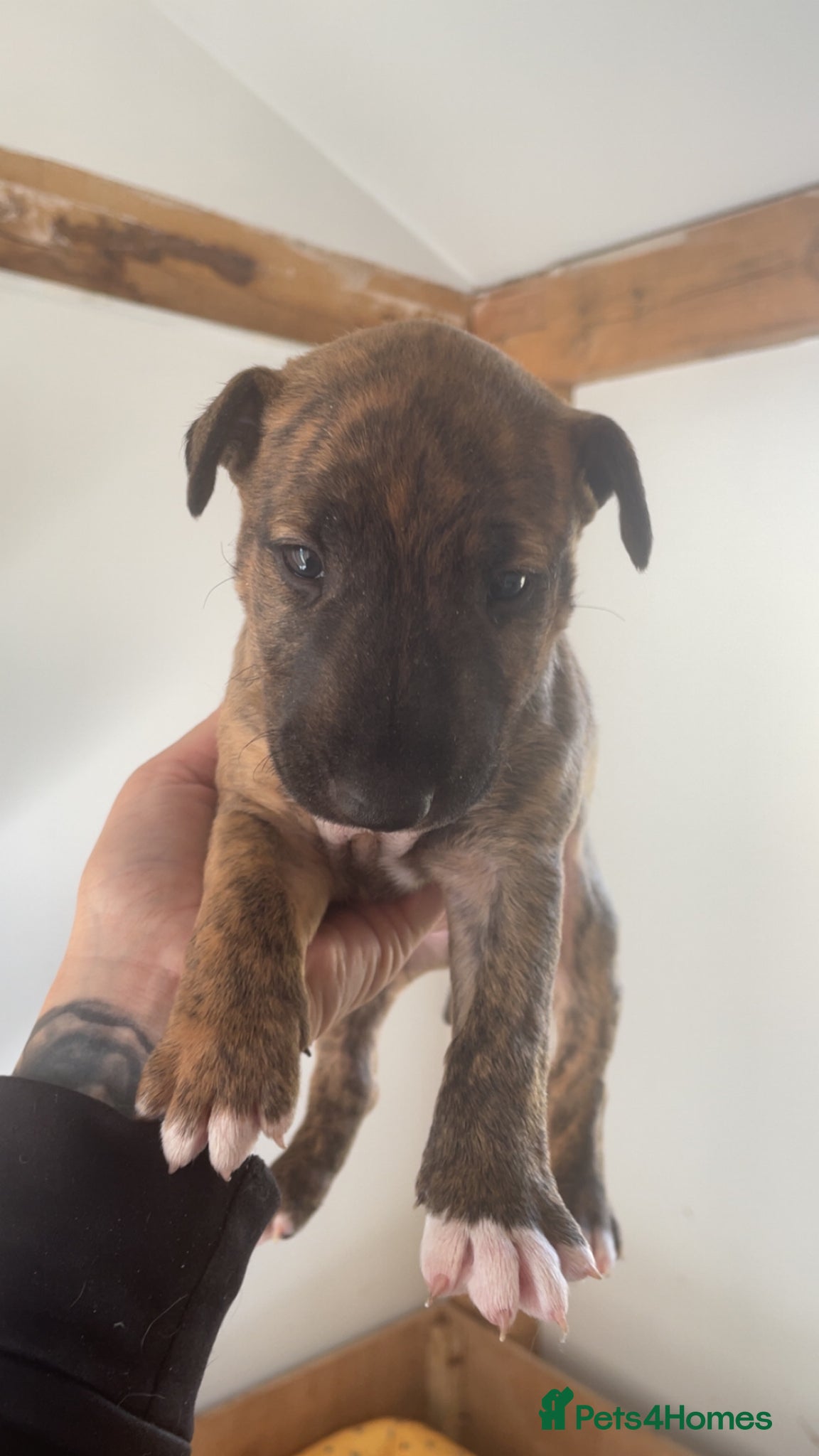 English Bull Terrier dogs for sale: *One Left* KC Reg English Bull Terrier Pups  - Advert 9