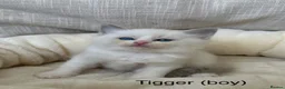 Ragdoll cats for sale: Gorgeous ragdoll kittens - Advert 10