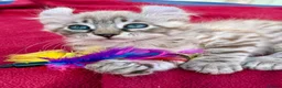 Keetso cats for sale: Superb very rare polydactyl curled eared keetsos  - Advert 8