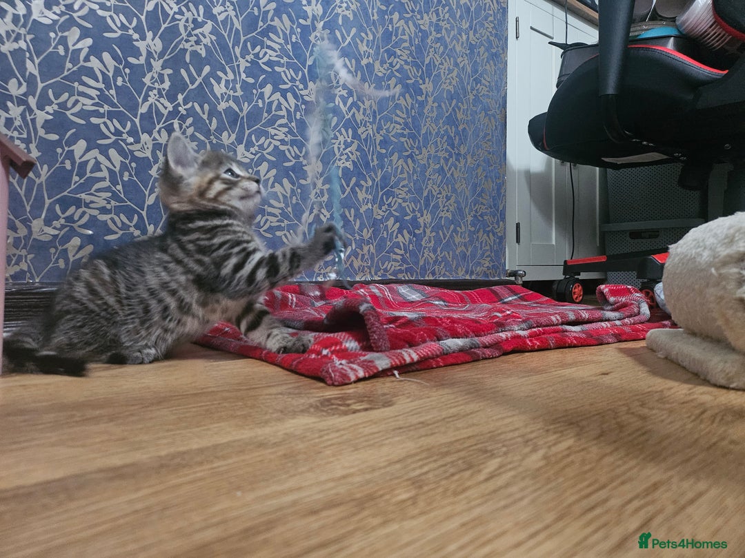 European cats for sale: Female tabby europian shorthair mixed kitten 🏡  - Image 10