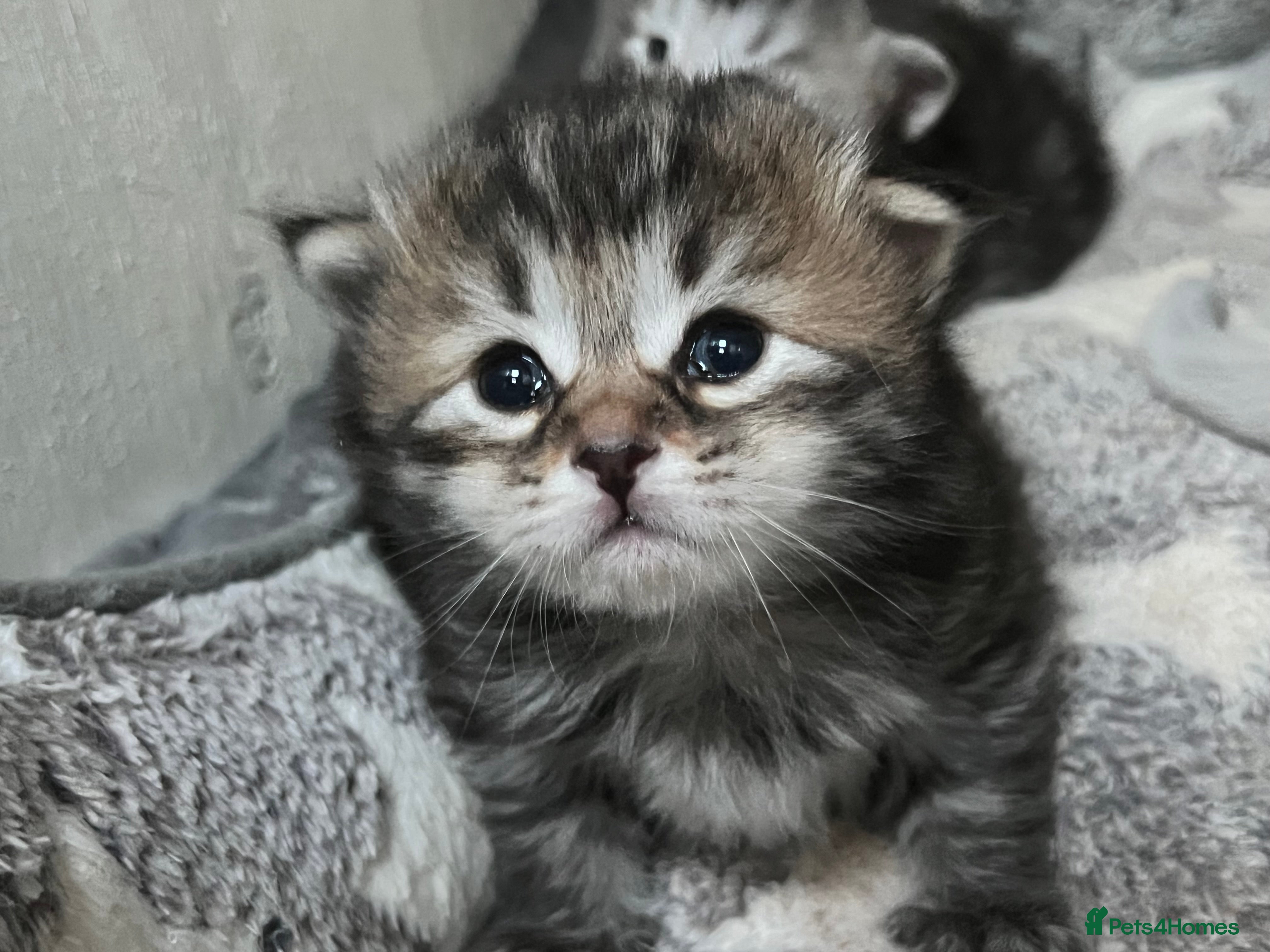 Siberian cats 🩶🩵Traditional Siberian Babies🩵🩶 - Advert 1