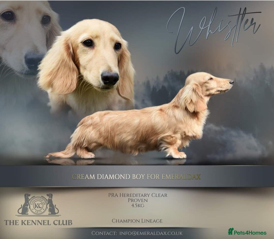 Miniature Dachshund dogs Clear Cream Stud in Rochford - Advert 19