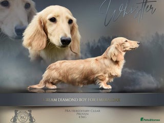 Miniature Dachshund dogs in Rochford - Advert 31