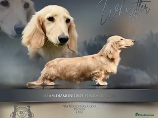 Miniature Dachshund dogs Clear Cream Stud in Rochford - Advert 6