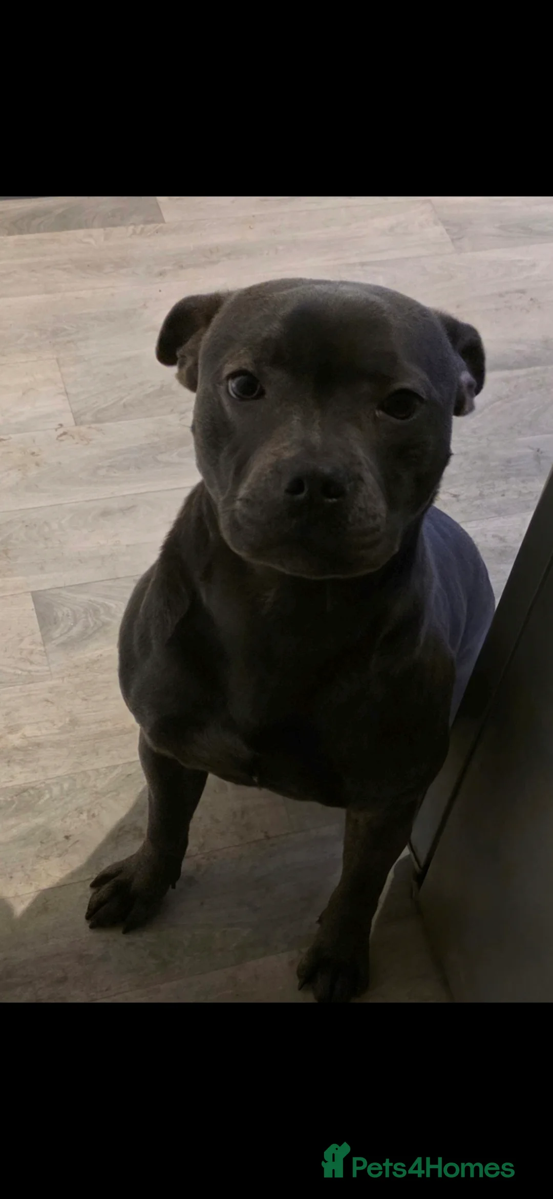 Staffordshire Bull Terrier dogs for sale: Staffordshire Bull  - Advert 2