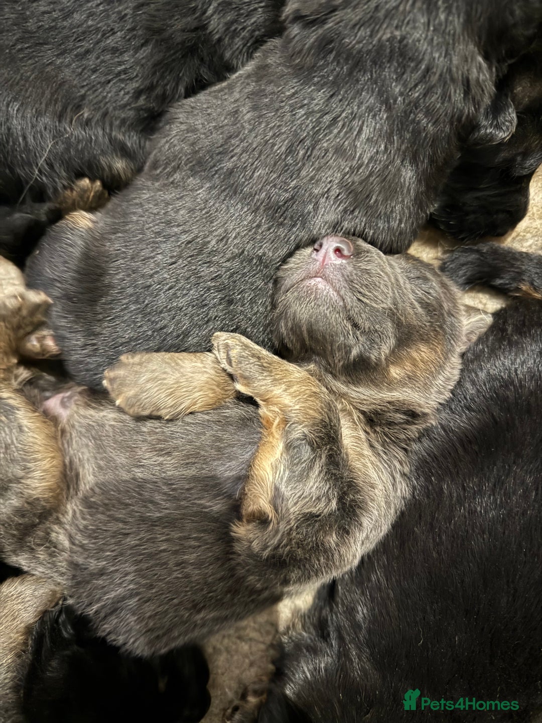 German Shepherd dogs for sale: KC GSD long coat.  Fantastic bloodlines.  - Advert 9