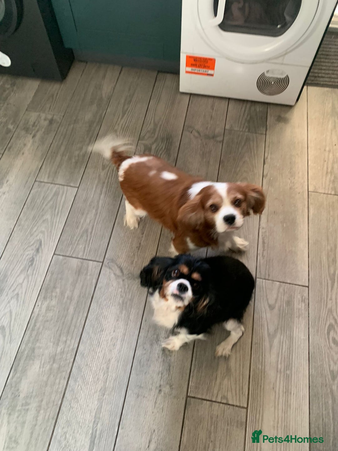 Cavalier King Charles Spaniel dogs for sale: Cavalier king charles puppies  - Advert 2