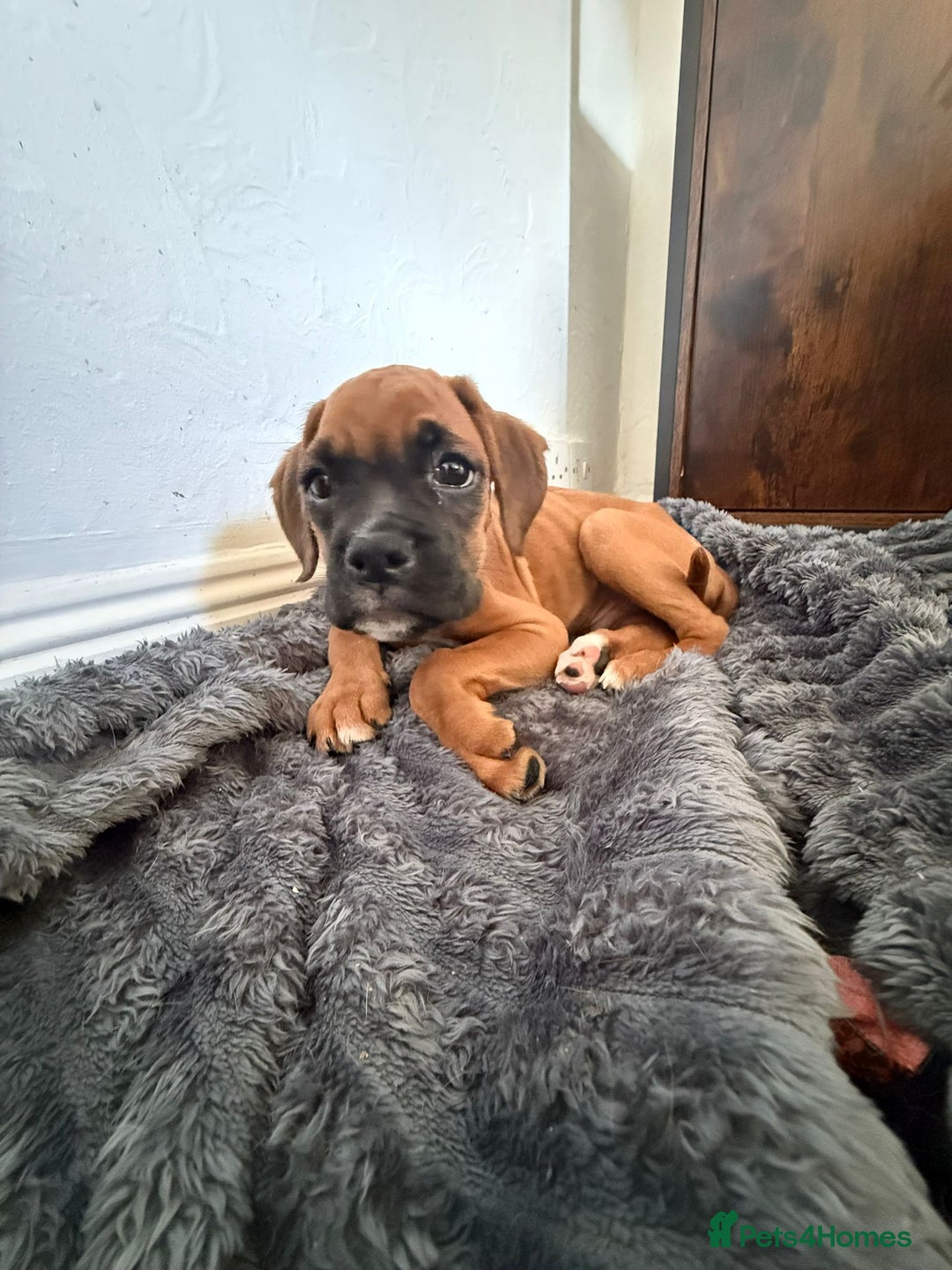 Boxer dogs for sale: 4 beautiful black masked KC Reg Boxer puppies  in Newton Abbot - Image 3