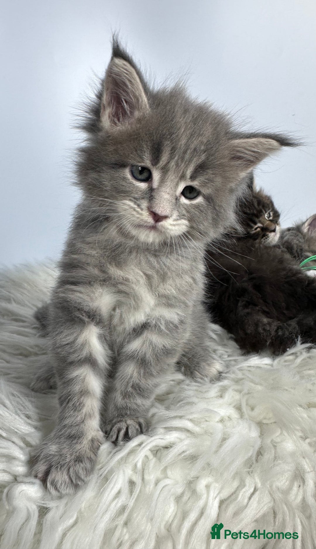 Maine Coon cats for sale: 6 Gorgeous Pure Breed Maine Coon Kittens - Advert 33