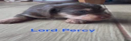 Mixed Breed dogs for sale: Chichi x mini wirehaired dachshund dna health test - Advert 5