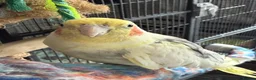 Conures birds for sale: Green Cheek Conure & 3 Cockatiels - Advert 9