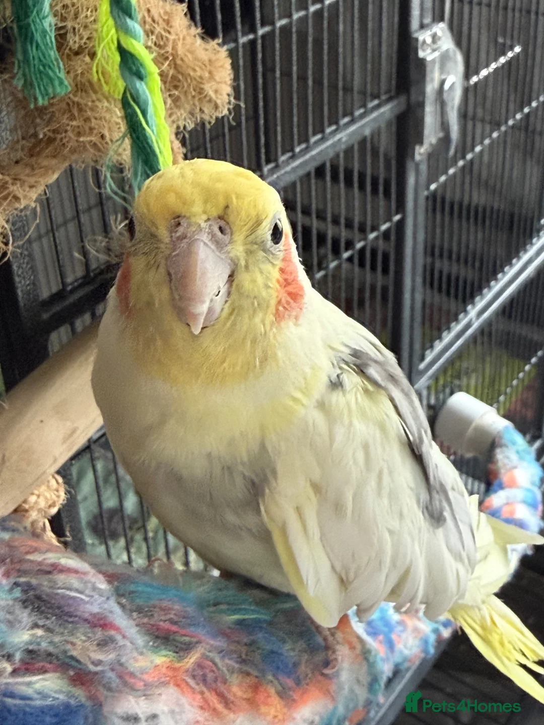 Conures birds for sale: Green Cheek Conure & 3 Cockatiels - Advert 9