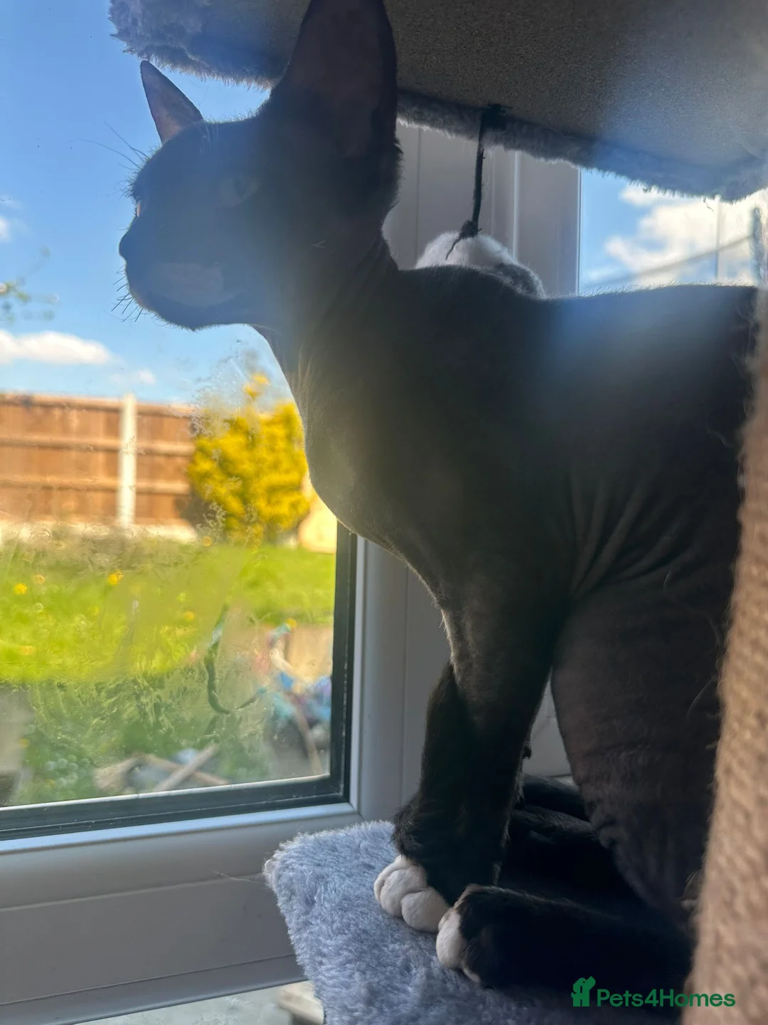 Sphynx cats for sale: Sphynx - Advert 37