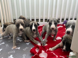 Whippet dogs 🐾 Exceptional Whippet Puppies from Show Lines 🐾 - Advert 2