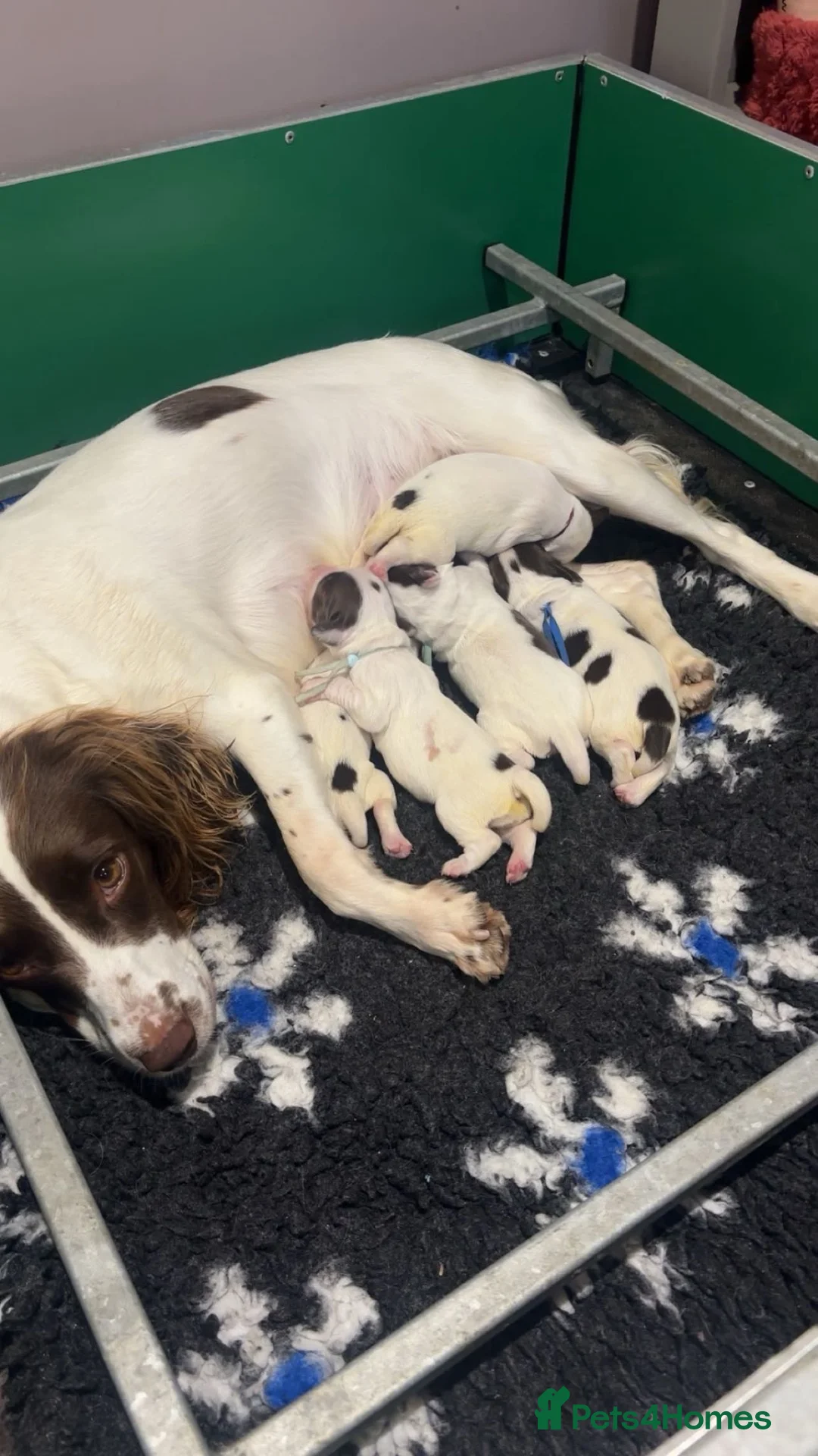English Springer Spaniel dogs for sale: KC health tested springer puppies  - Advert 2