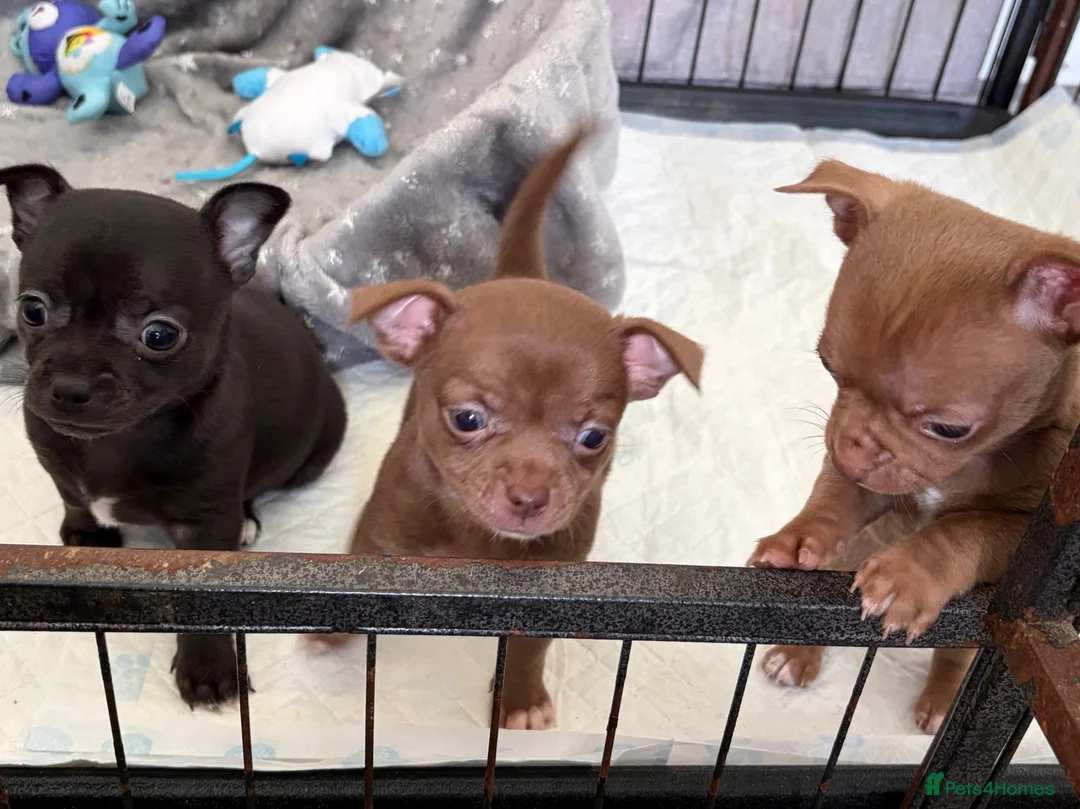 Chihuahua dogs for sale: Chihuahua Puppies  - Advert 1
