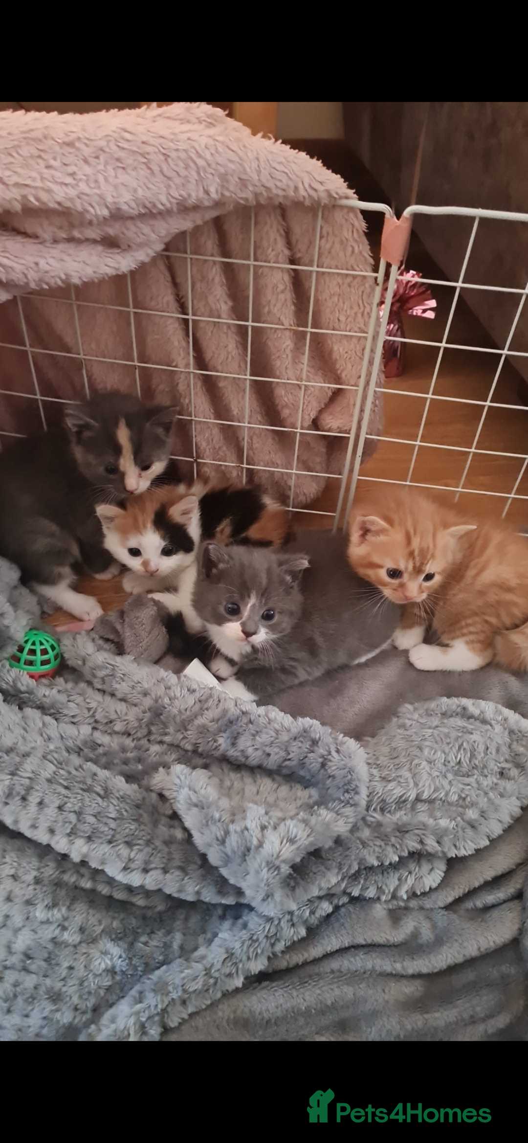 Mixed Breed cats for sale: 9 week old kittens 1 male 1 female - Image 4