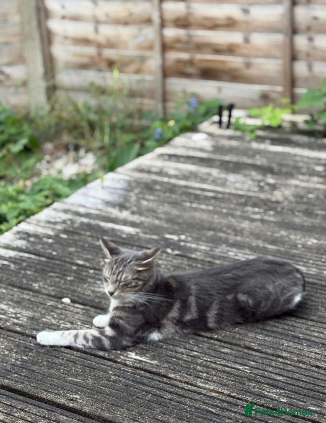 Mixed Breed cats for sale: URGENT - Beautiful Cat for Adoption  - Advert 4