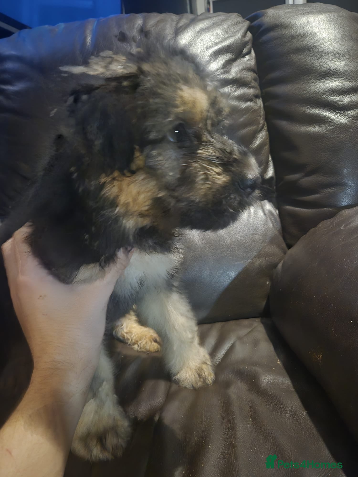 Mixed Breed dogs Stunning 7 week old German shepherd cross pups - Advert 2