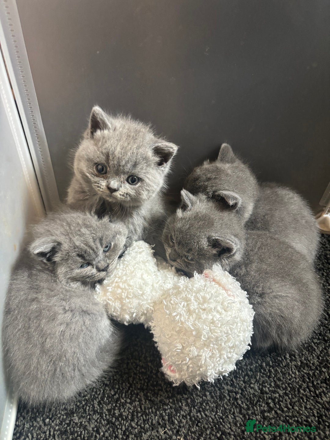 British Shorthair cats for stud: British shorthair proven stud - Advert 19