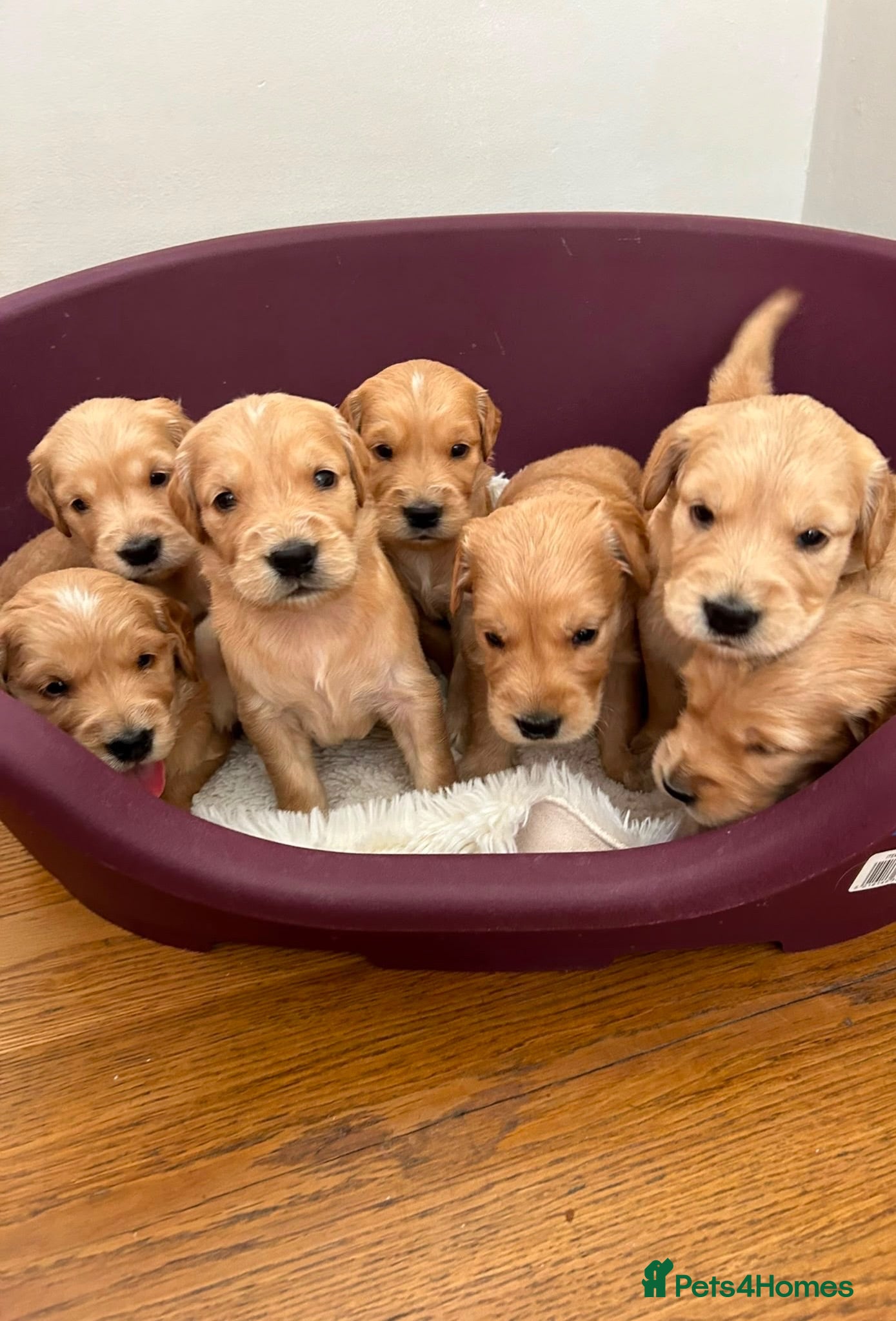 Golden Retriever dogs KC registered golden retriever puppies  - Advert 1