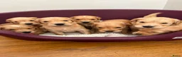 Golden Retriever dogs for sale: KC registered golden retriever puppies  in Ashtead - Advert 11