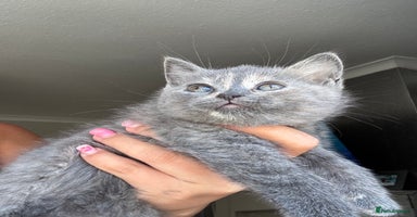 British Shorthair cats - Advert 11