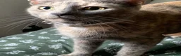 Domestic Shorthair cats for sale: 5 Beautiful kittens, READY TO GO!  - Advert 2