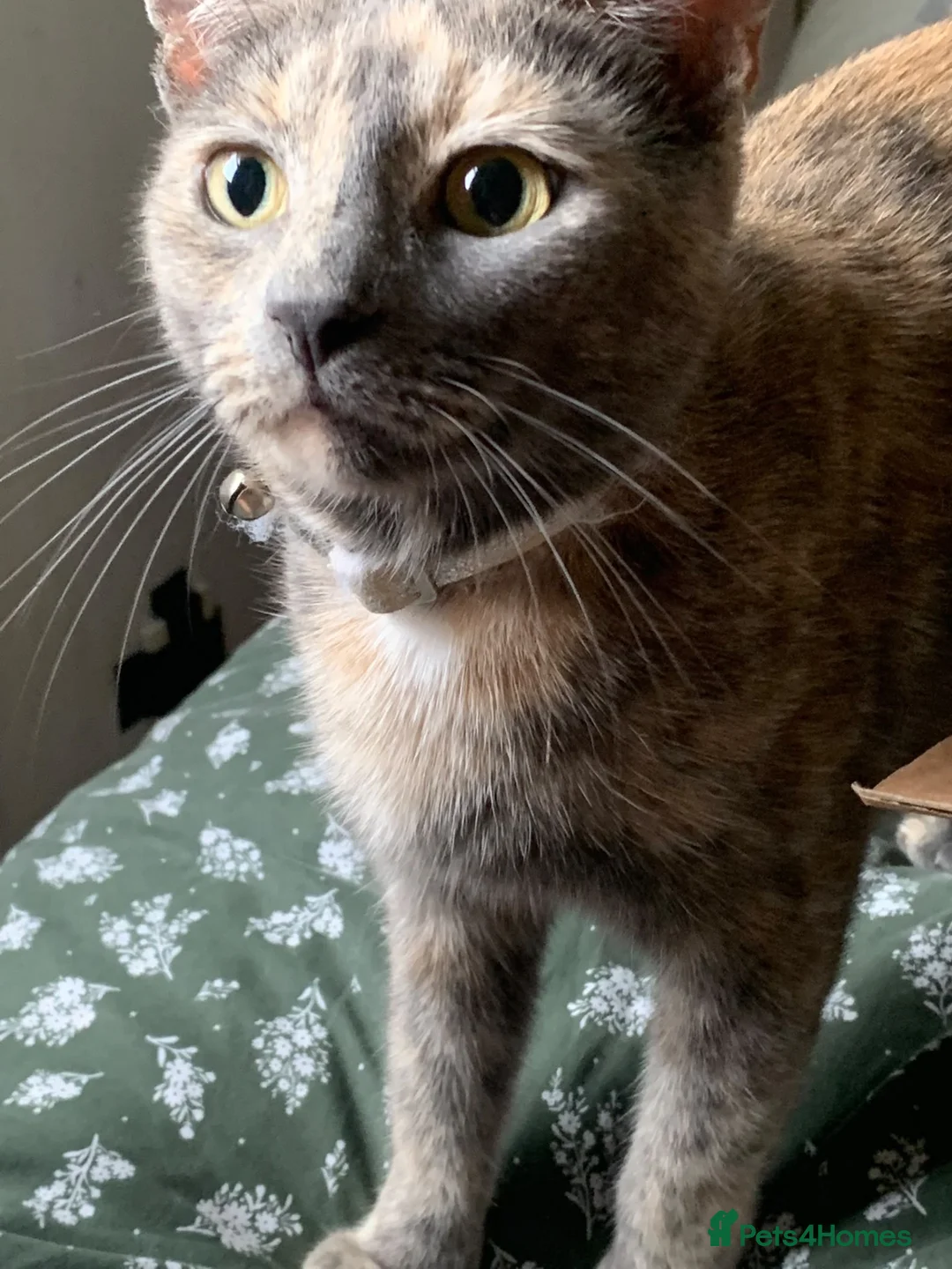 Domestic Shorthair cats for sale: 5 Beautiful kittens, READY TO GO!  - Advert 2