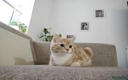 Mixed Breed cats for sale: Indoor, Half Persian Cat – Ideal for a Quiet Home - Image 10