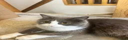 British Longhair cats for sale: beautiful British long hair cat - Advert 3