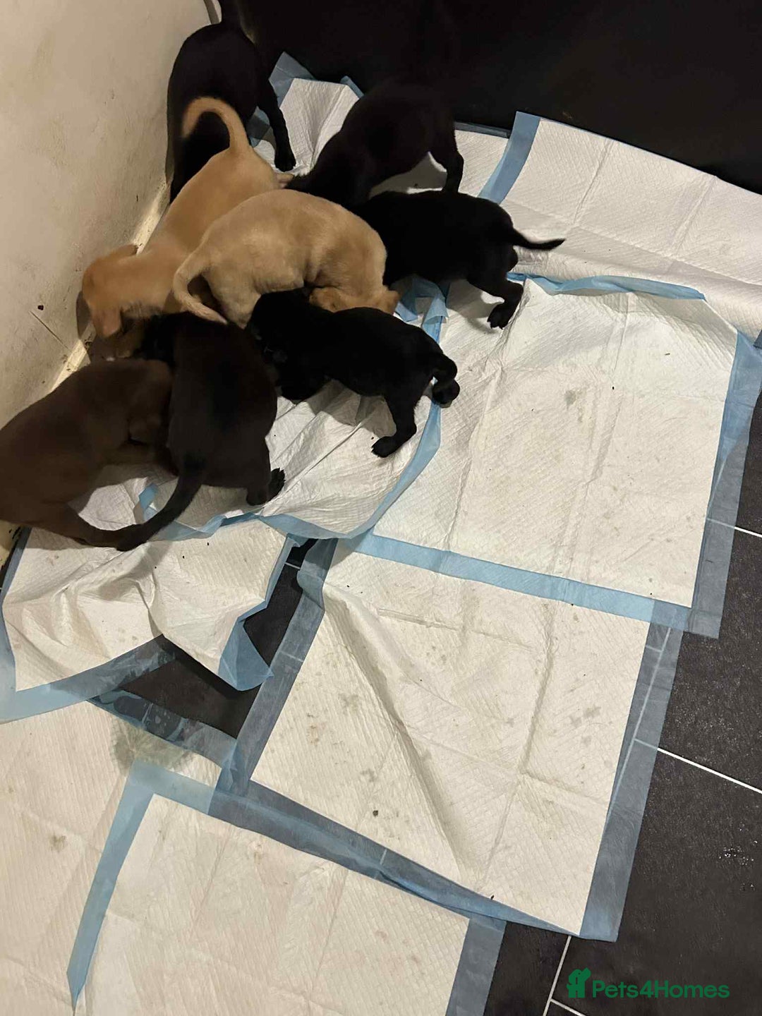Labrador Retriever dogs for sale: Labrador puppies  - Image 12