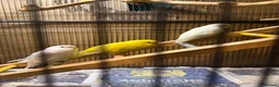 Budgerigars birds for sale: Albino and lutino budgies in Eastbourne - Advert 2