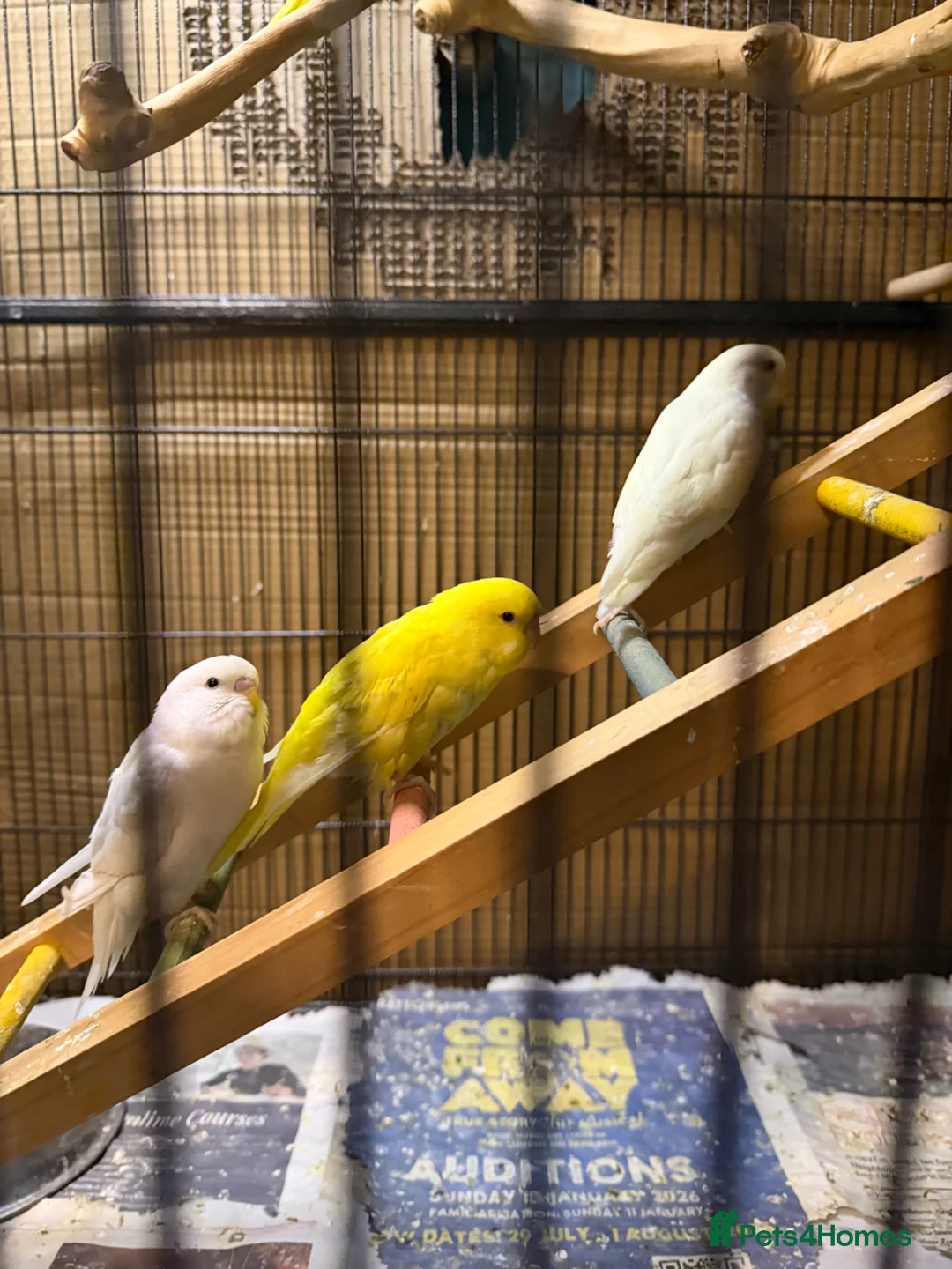 Budgerigars birds for sale: Albino and lutino budgies in Eastbourne - Advert 2