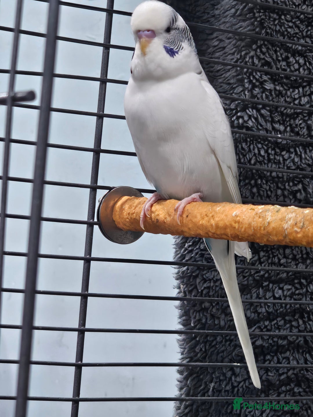 Budgerigars birds for sale: Budgies for sale - Image 2
