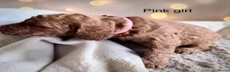 Cockapoo dogs for sale: Extensively health checked cockapoo puppies   - Advert 25