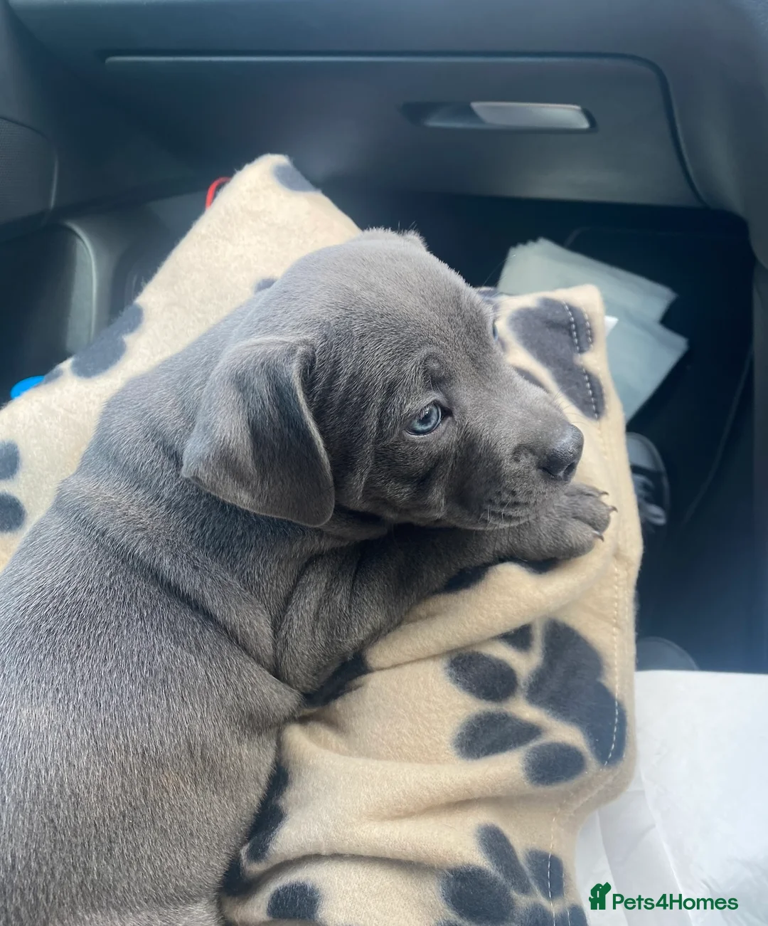 Staffordshire Bull Terrier dogs for stud: Blue Staffordshire bull terrier STUD in Preston - Advert 9