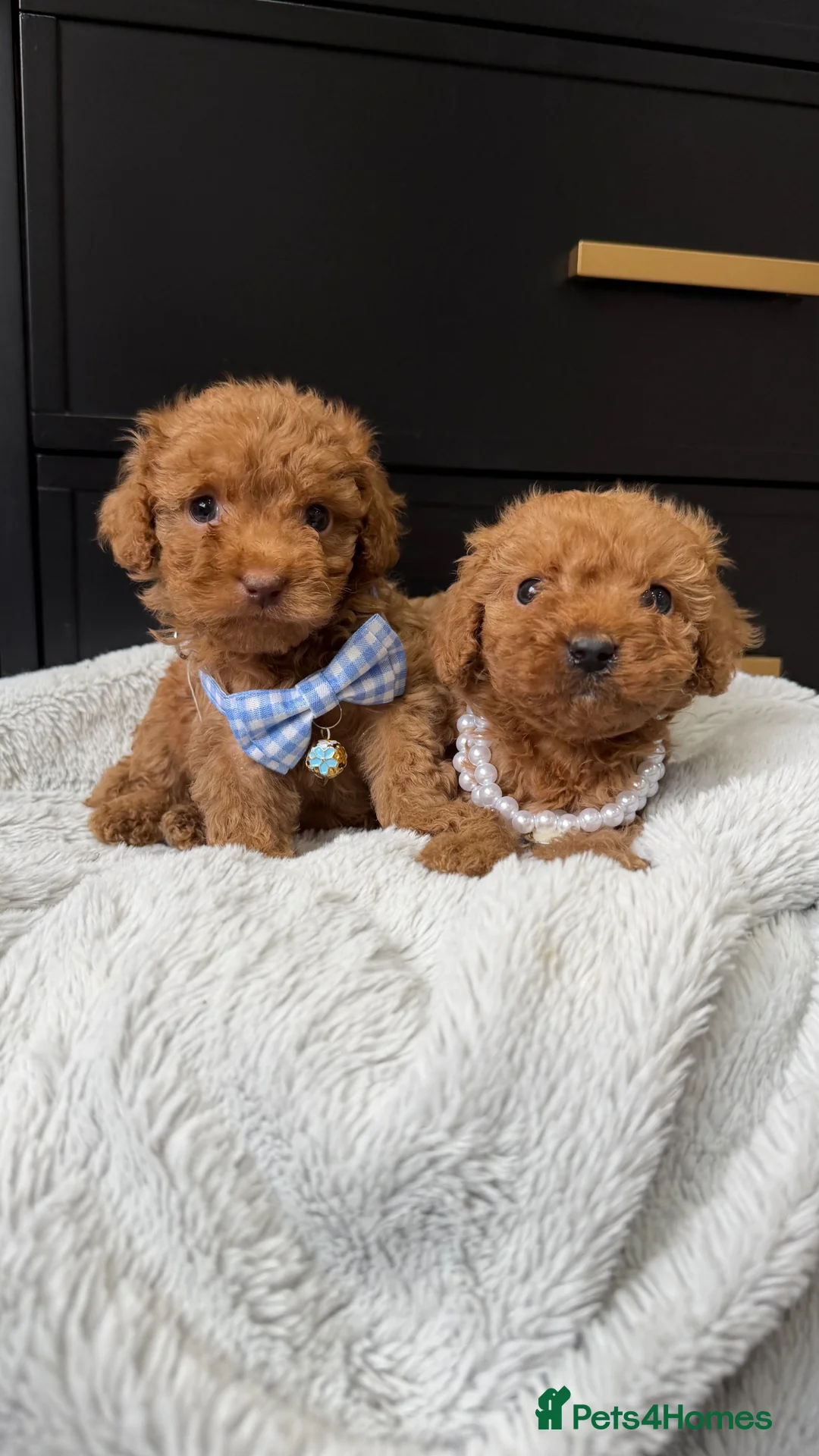 Cavapoo dogs for sale: The most beautiful Cavapoos - Advert 2