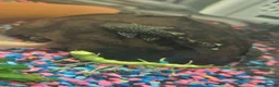 Other/Mixed Breed fish for sale: Mixed tropical fish available please read in Poole - Advert 4