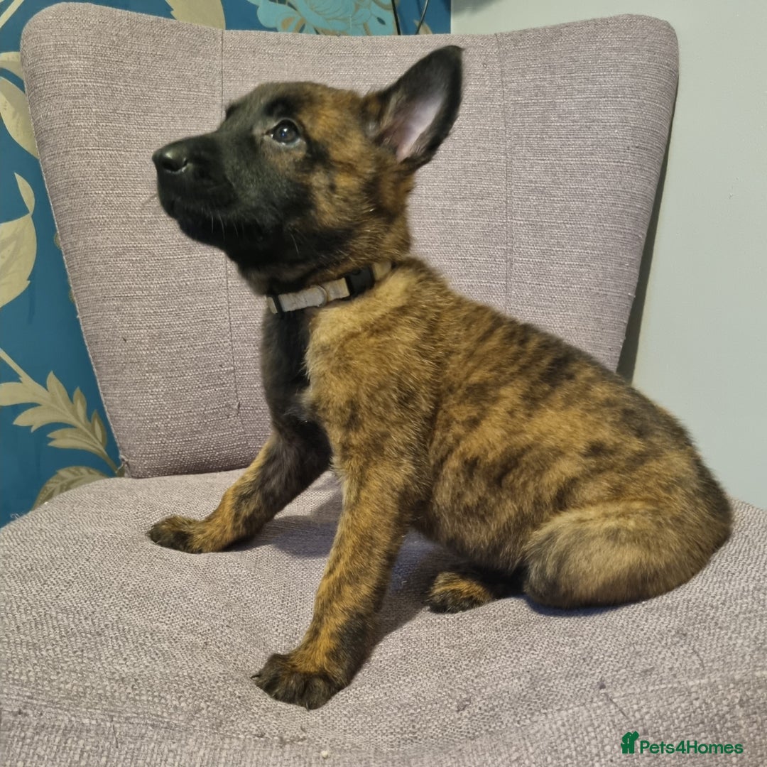 Belgian Shepherd Dog dogs for sale: Mother is a Dutch Herder NOT Belgian shepherd!!  - Advert 7