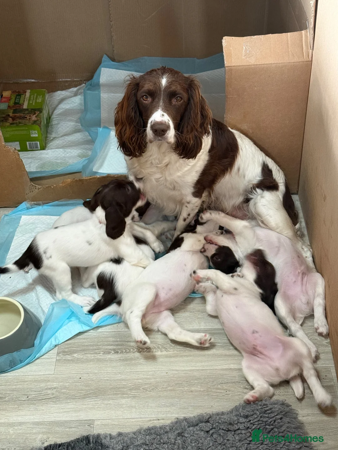 English Springer Spaniel dogs for sale: Working Springer Spaniels  - Advert 1