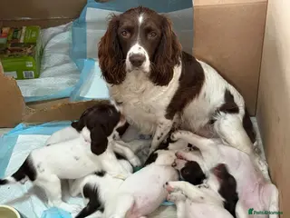 English Springer Spaniel dogs Working Springer Spaniels - Advert 6